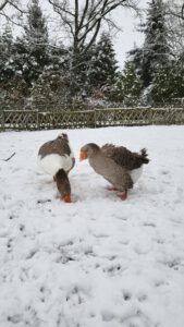 Gänse im Schnee